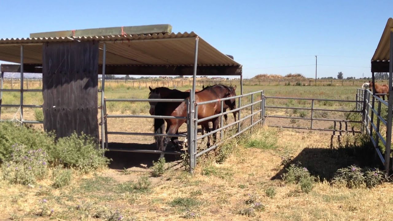 Horse Shelter Design - Good & Bad - Choke Points & Danger Zones - Rick Gore Horsemanship