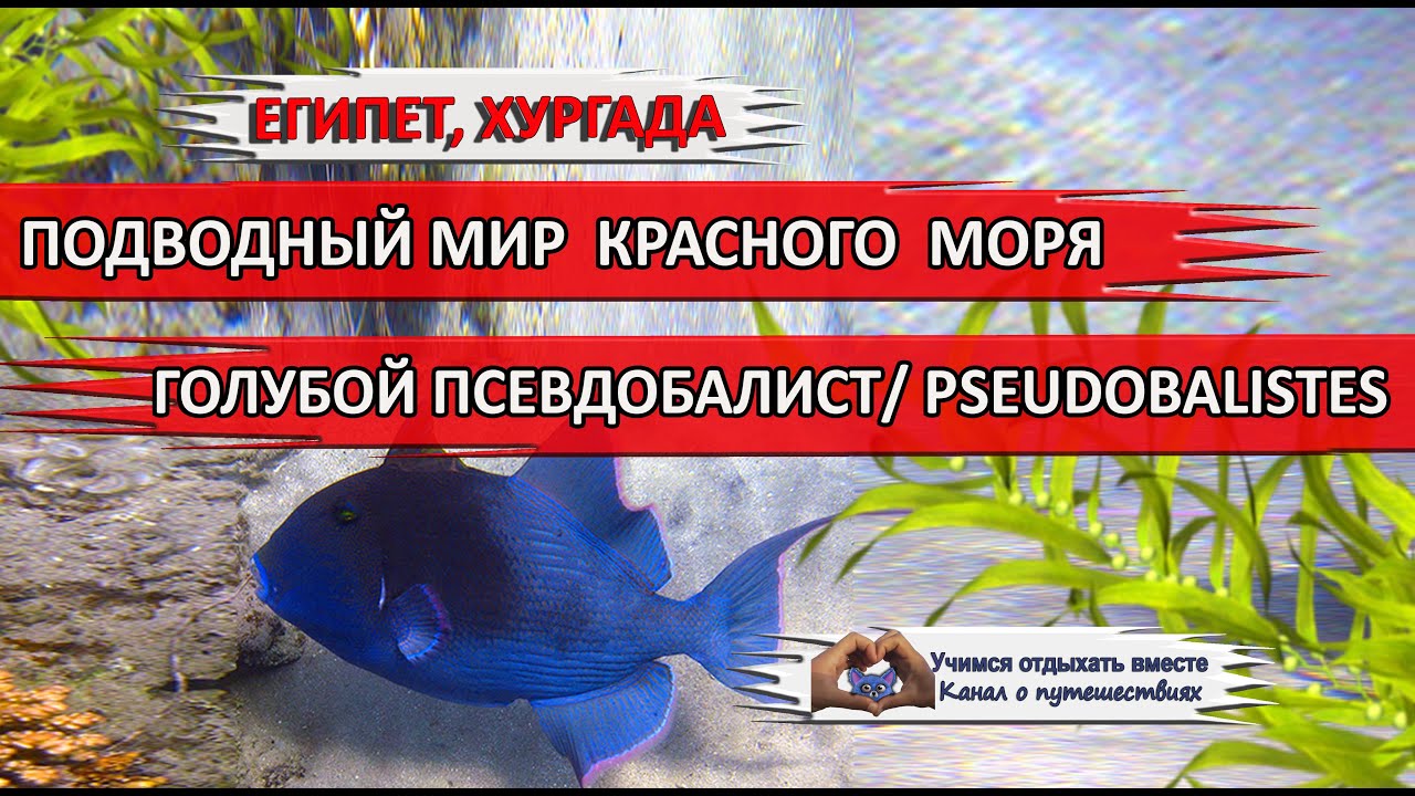 ЕГИПЕТ| Рыбы Красного моря. Голубой псевдобалист/ Pseudobalistes fuscus