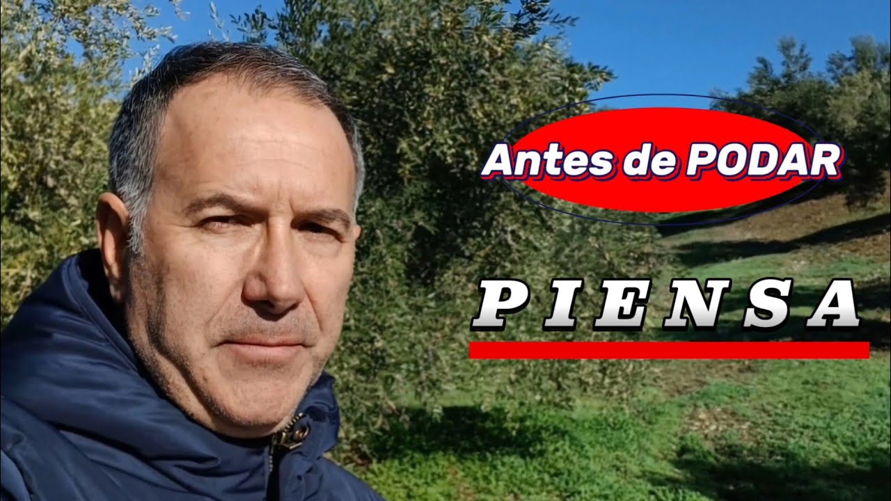 ✂️⚠️ Antes de PODAR un OLIVO, aprende a leerlo (poda bien hecha)