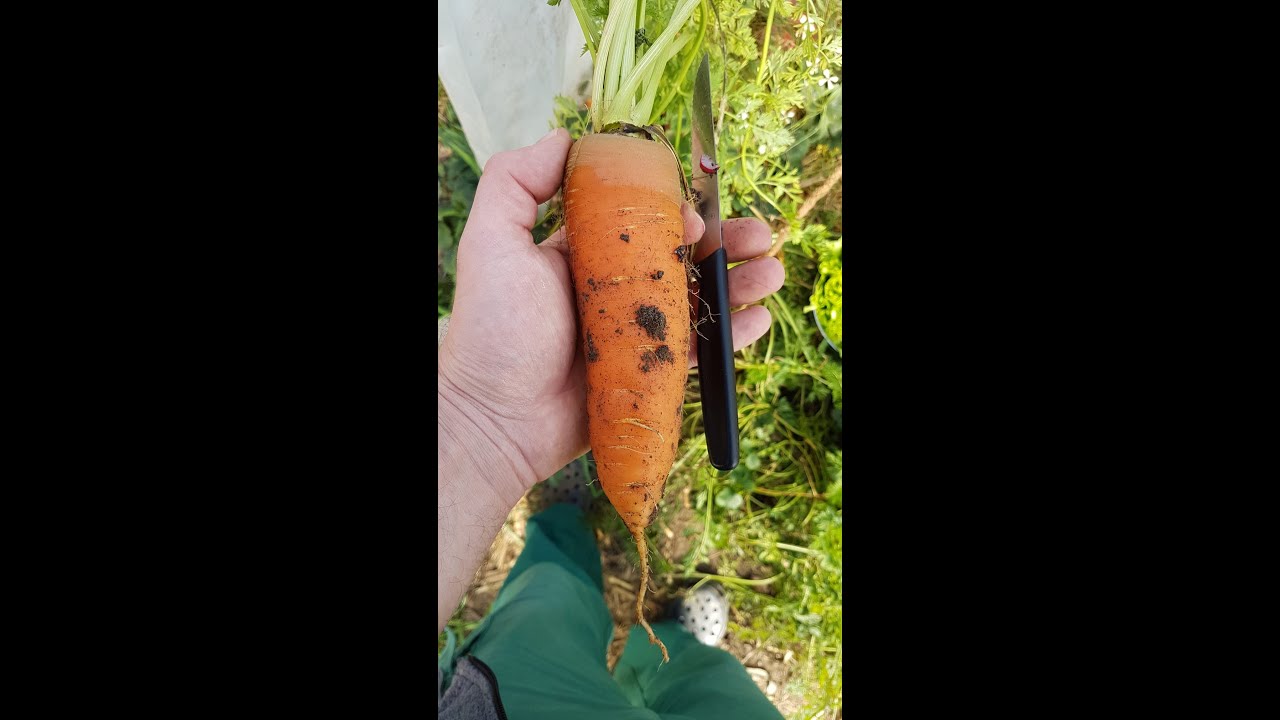Comment Réussir Ses Semis De Carottes