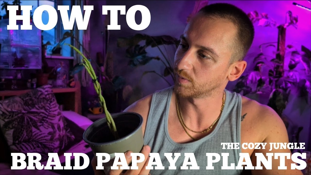 How to Braid Papaya Plants Into One Trunk | Unique Papaya Growing Experiment