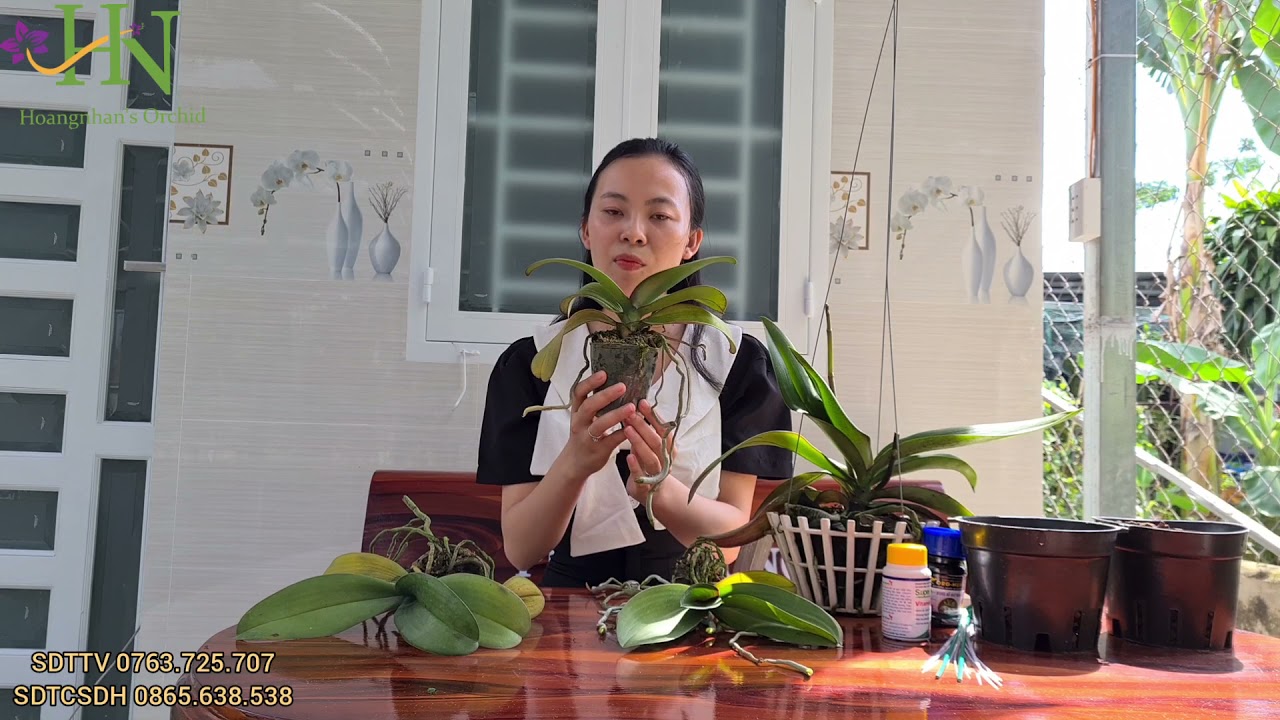 Cách chăm lan Hồ Điệp tránh tình trạng vàng lá, héo lá, rụng lá chân - xử lý cây mới mua về