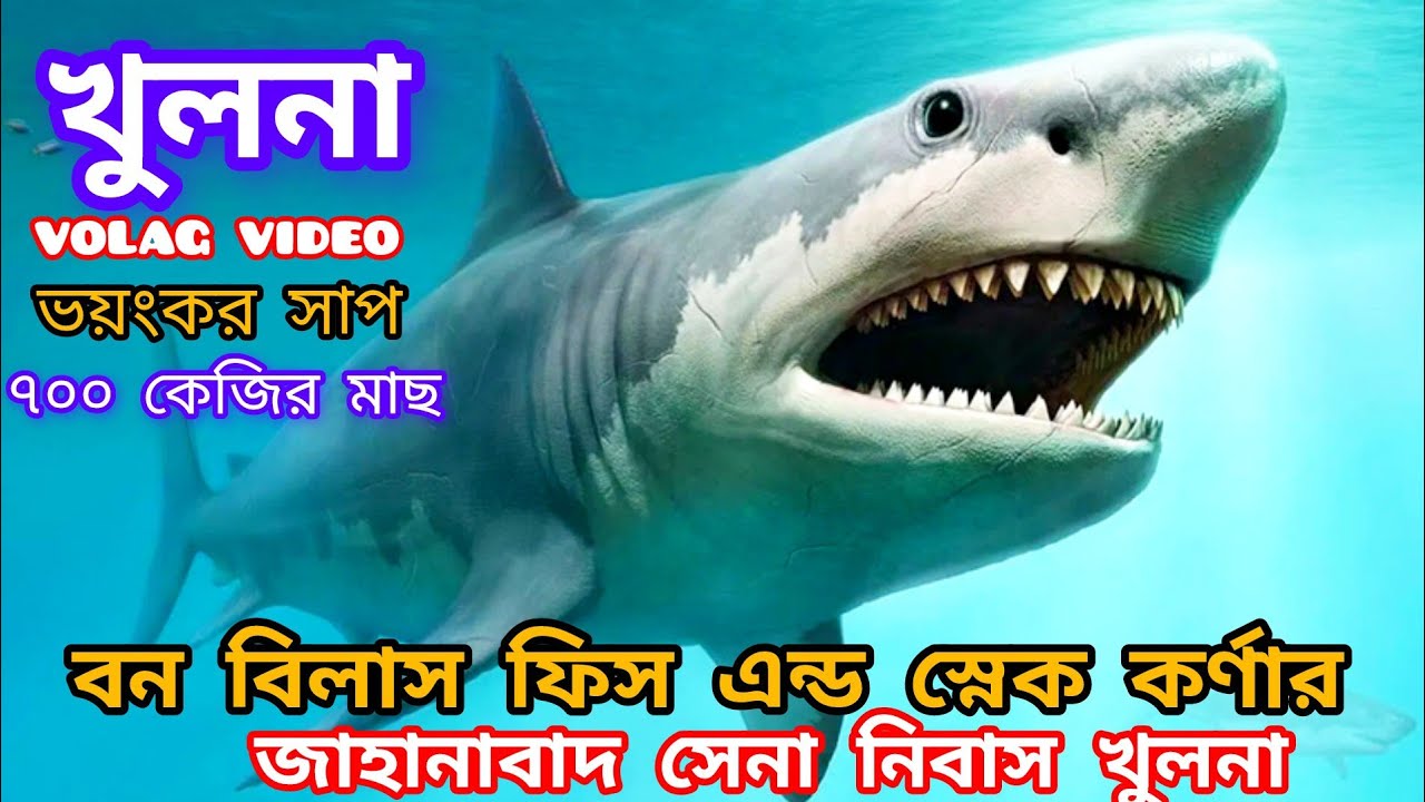 বিষাক্ত সব সাপ ও ৭০০ কেজি ওজনের হাঙ্গর মাছ বন বিলাস ফিস এন্ড স্নেক কর্ণার খুলনা 
