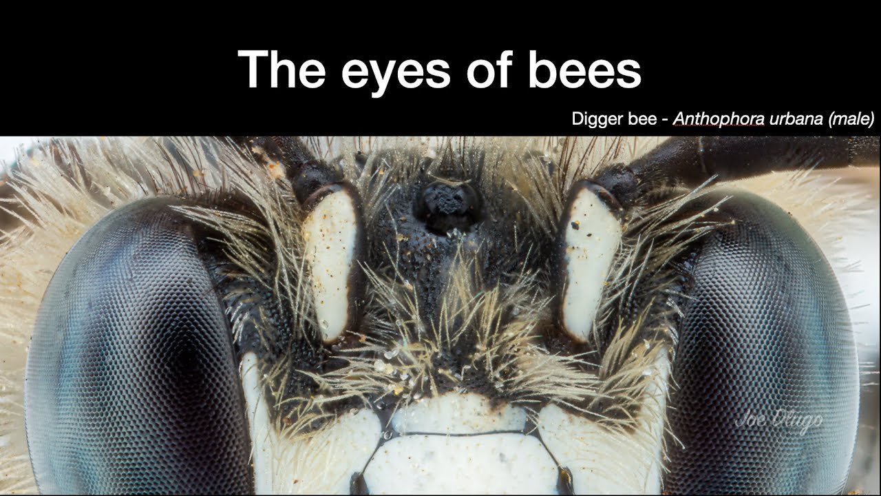 Joe Dlugo: The Eyes of Bees