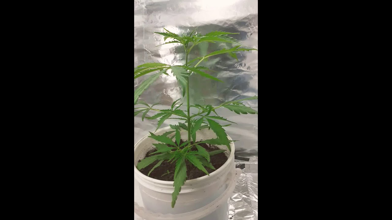Jack Herer en fase vegetativa💎🌱SG🍃