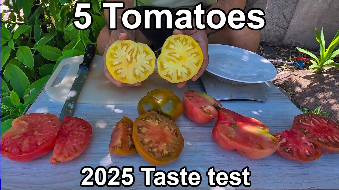 5 Tomatoes Taste Test and a Mystery Tomato!