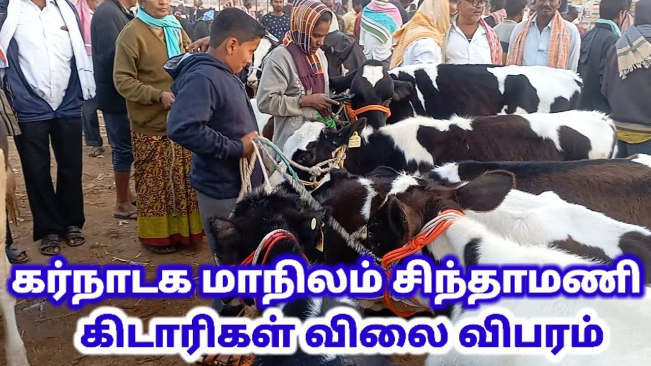 மாபெரும் கர்நாடக மாநிலம் சிந்தாமணி மாட்டு சந்தை /cow market in karunadaga.