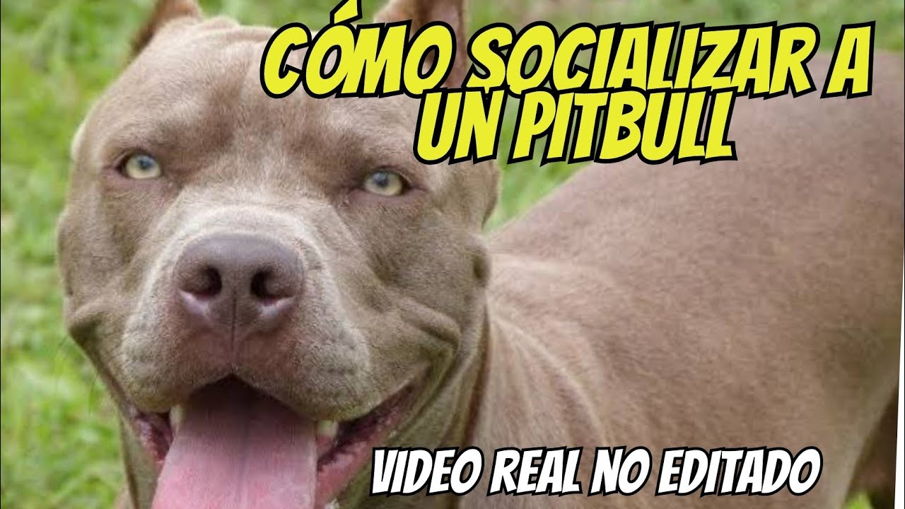 ¿Cómo Socializar a un Perro Pitbull Adulto? Gran Danés, Pitbull, Boxer, Border Collie.