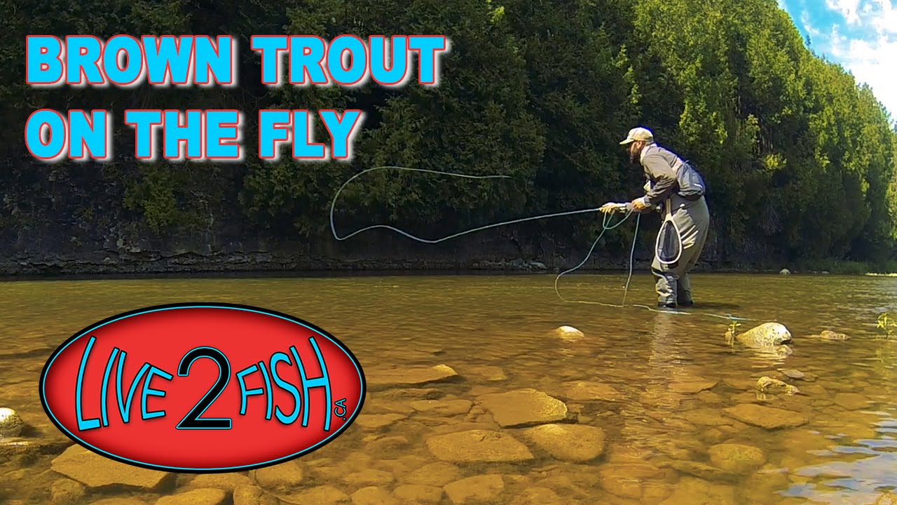 Brown Trout on the Dry Fly - Live 2 Fish - Adventures #2