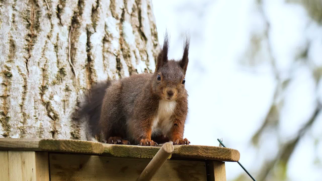 Red Squirrel On A Tree Feeder, No. 1