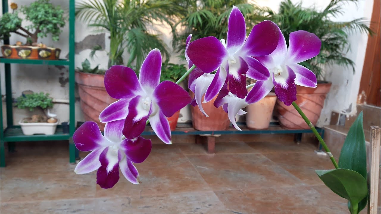 How to Care for Orchid Plant || Orchid Flower || Fun Gardening || 31 Oct, 2017