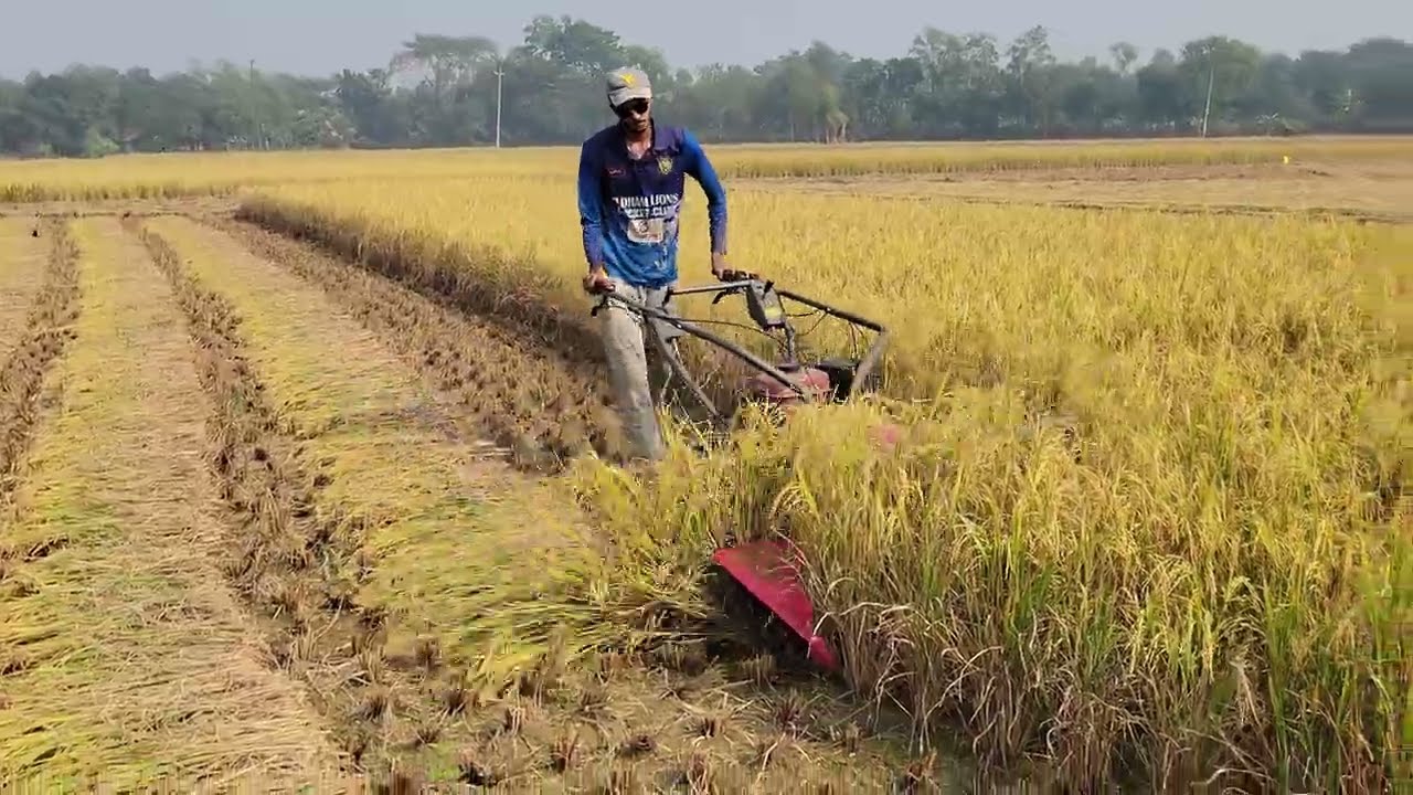 Amazing Reaper Machine Cutting Paddy So Smooth 🚜 | Harvest Time 