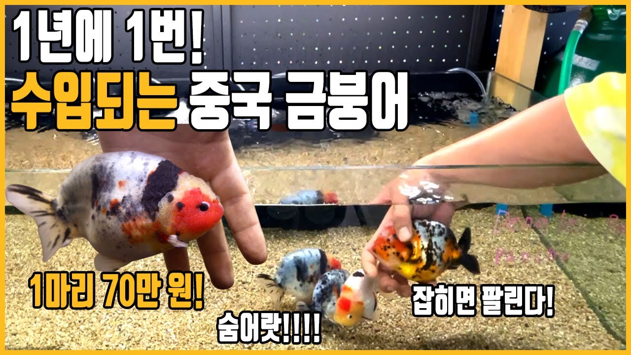 32살 수족관 사장님이 1년에 1번 주먹만한 중국 금붕어를 수입하는 이유 [애니몰로TV]