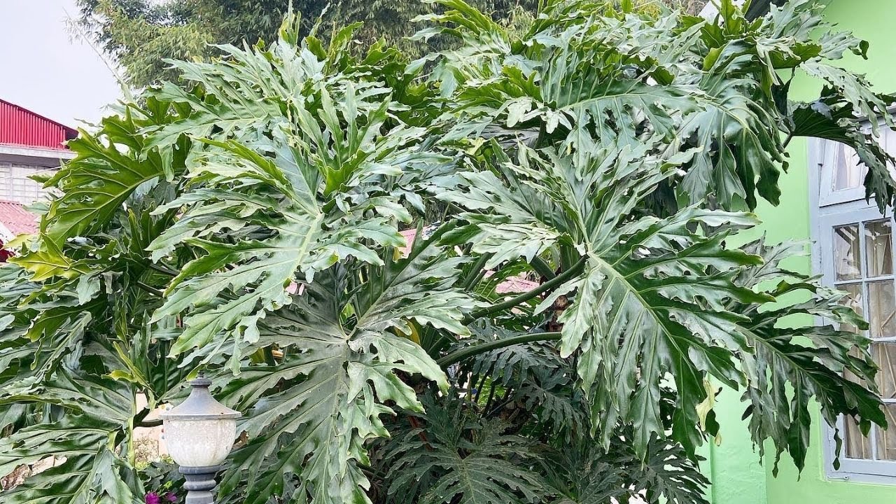 Massive Thaumatophyllum | Darjeeling series #Shorts