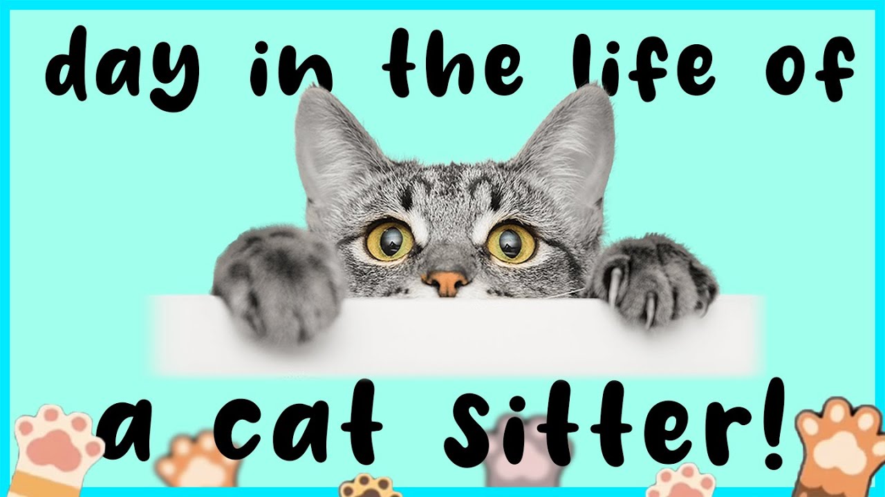 Day in the life of a Cat Sitter: cat sitting a Norwegian Forest cat