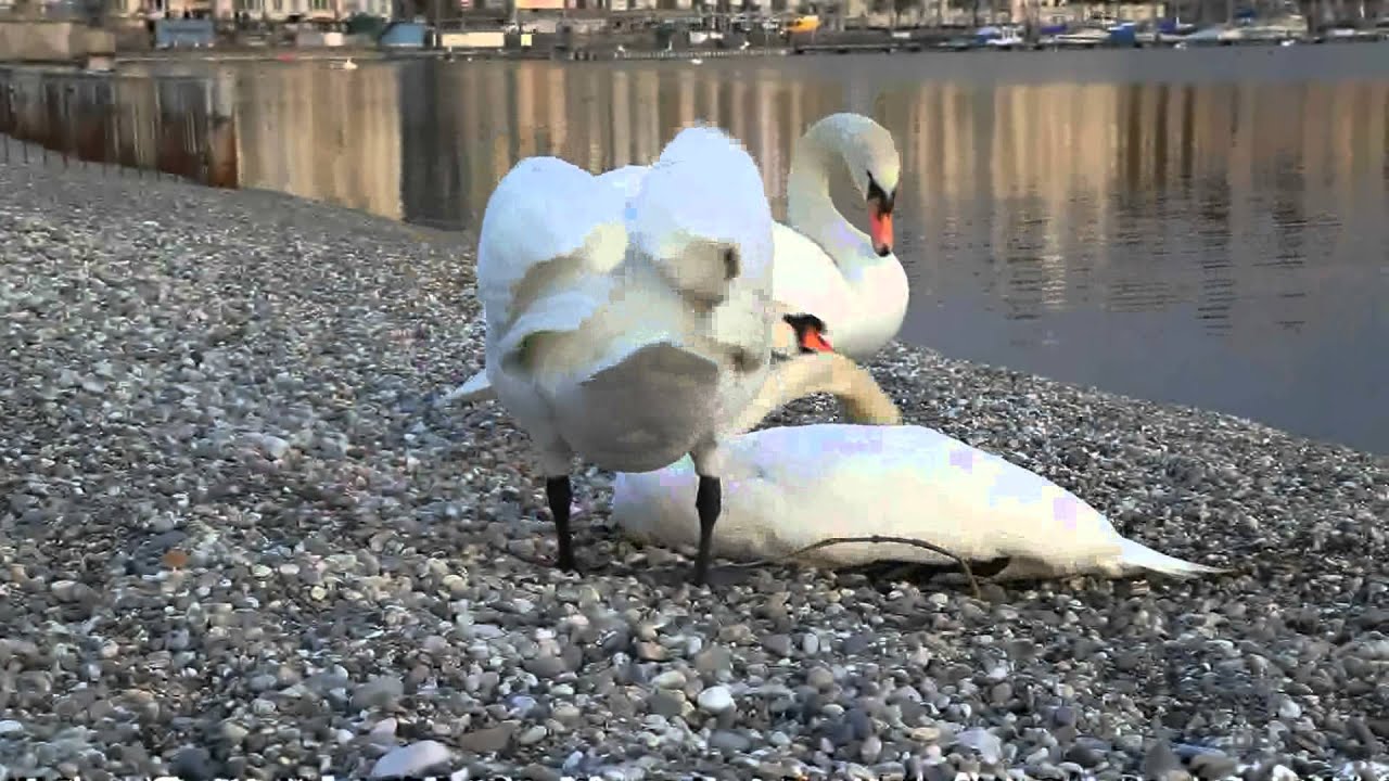 Swans Fighting This morning 3