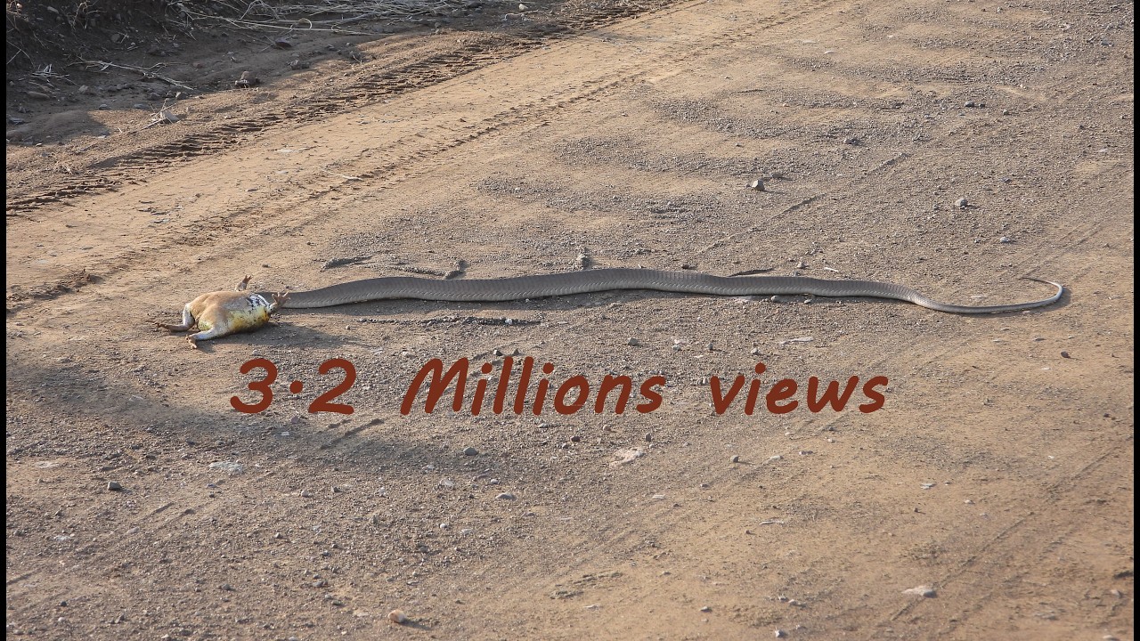 Snake meal, frog ~ 2.4 Million views!