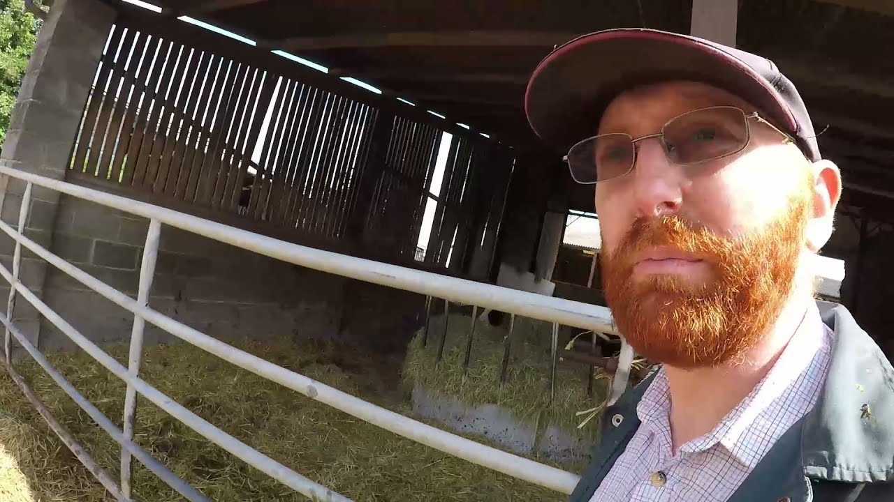 Shifting heifers.