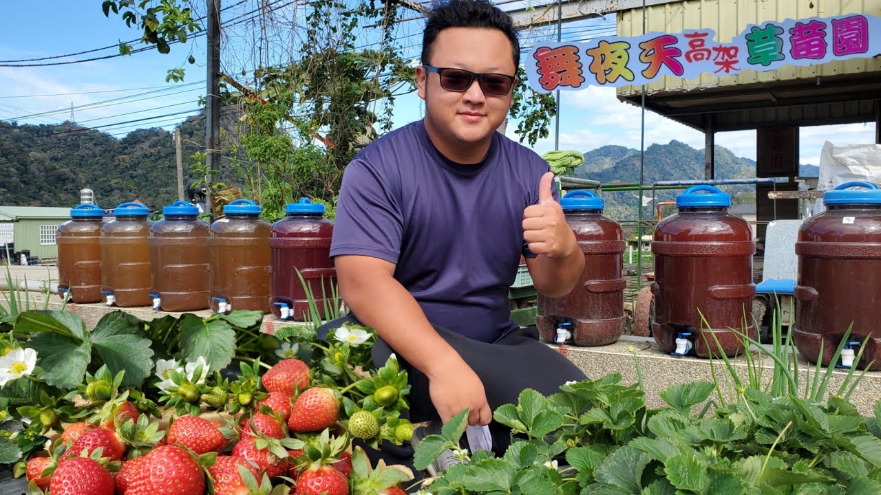 苗栗大湖《李文明🍓舞夜天草莓園》以微生物舞出草莓善的循環