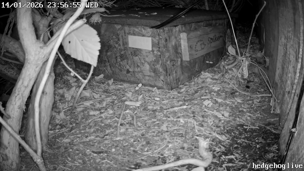 Hedgehog Live Live Stream