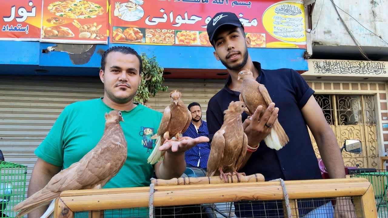 سوق الجمعه 😱 اسعار الحمام الغزار والزاجل والزينه والشقلباظات والكلفه 🌽#العناني 