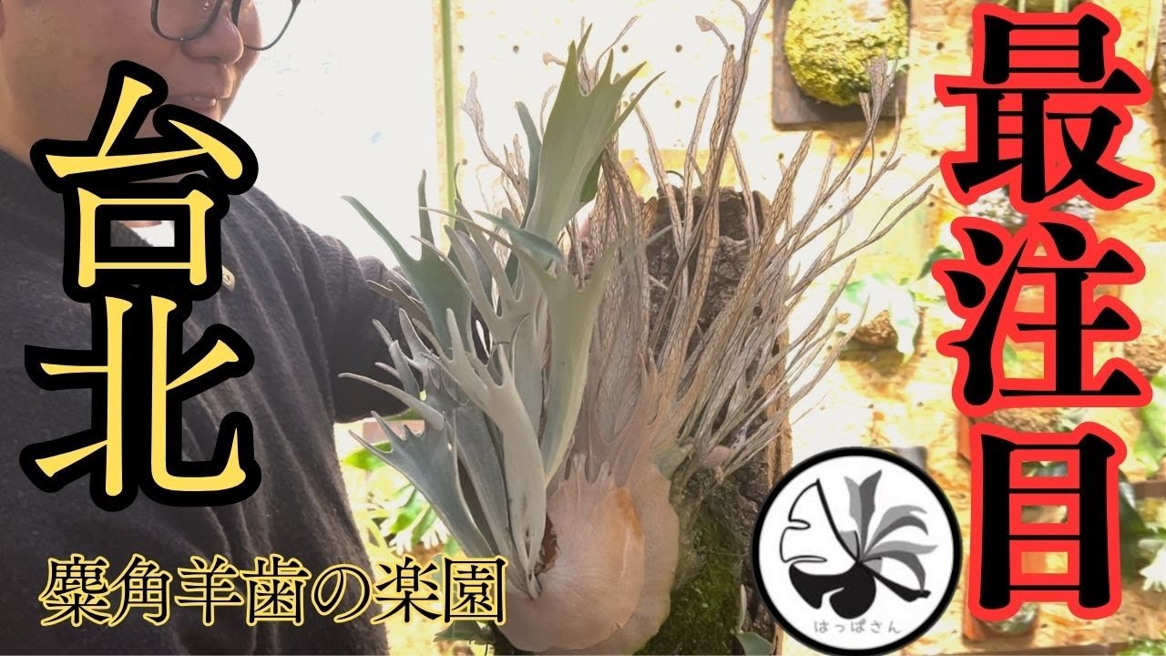 台北最注目のナーセリーで爆買い！？日本初上陸のトキントキンも確保！台湾ビカクシダ仕入れ旅part2【台湾麋角羊歯】