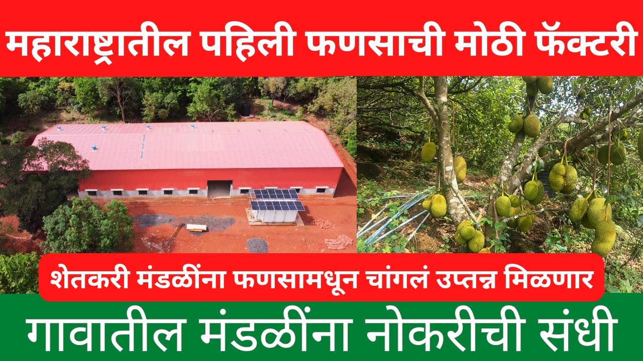 महाराष्ट्रातील पहिली फणसाची मोठी फॅक्टरी| गावातील मंडळींना नोकरीची संधी| jackfruit king india |kokan