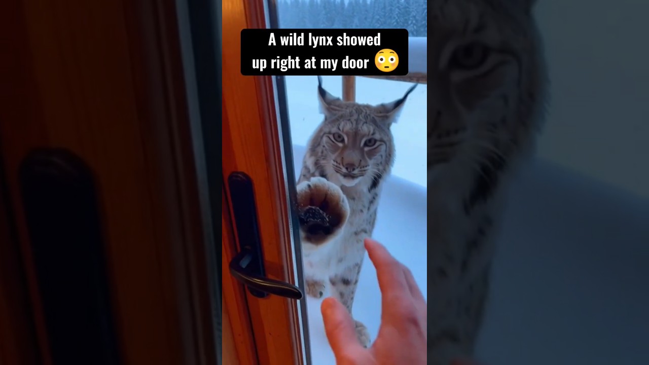 A WILD LYNX CAME TO MY DOOR FOR HELP&hellip; 💔🐾 #rescue #shorts #animals