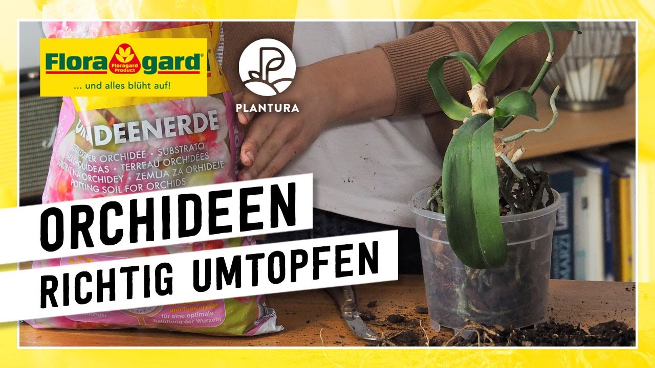 Orchideen richtig richtig umtopfen