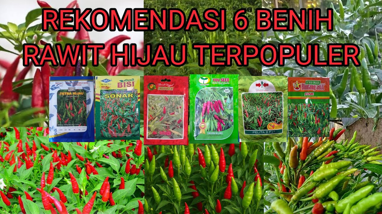 REKOMENDASI 6JENIS BENIH RAWIT HIJAU,CAPLAK,DOMPOL UNTUKNSEMUA DATARAN