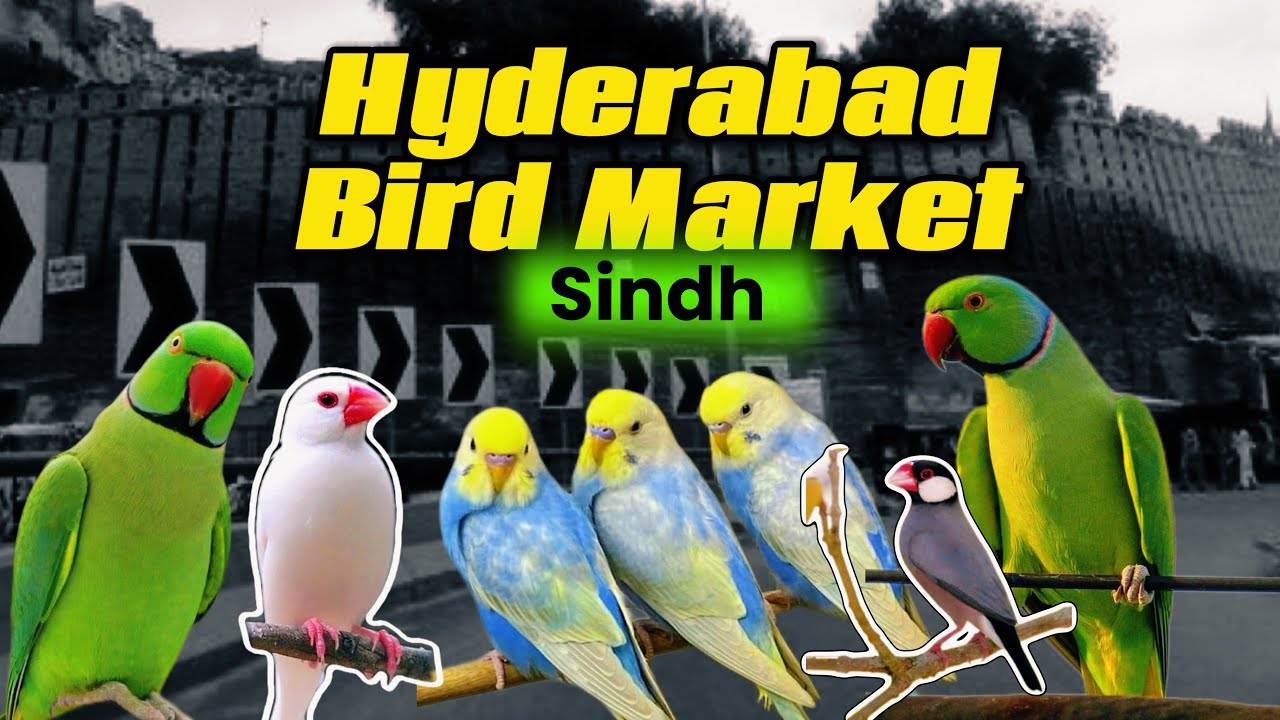 SUNDAY  BIRD MARKET  Hyderabad Sindh  30 november