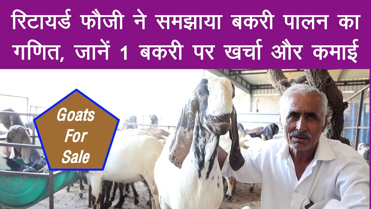 100 बकरियों से कितनी कमाई, फौजी ने बताई पूरी सच्चाई || Goat Farming | Totapuri Goats | Goat Farm ||