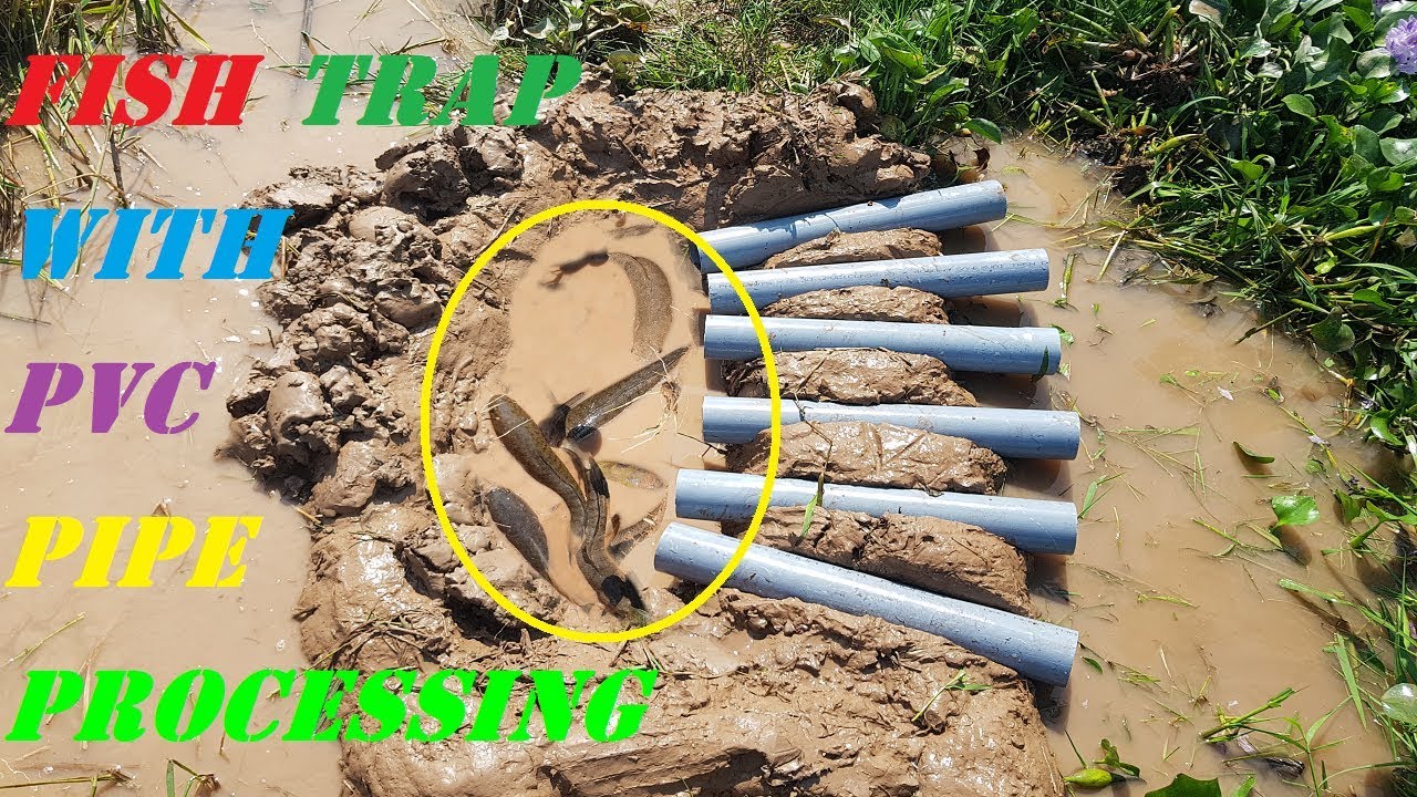 Amazing Pro Smart Fish Trap With PVC Pipe Processing Big Fish Fastest Catching Skill