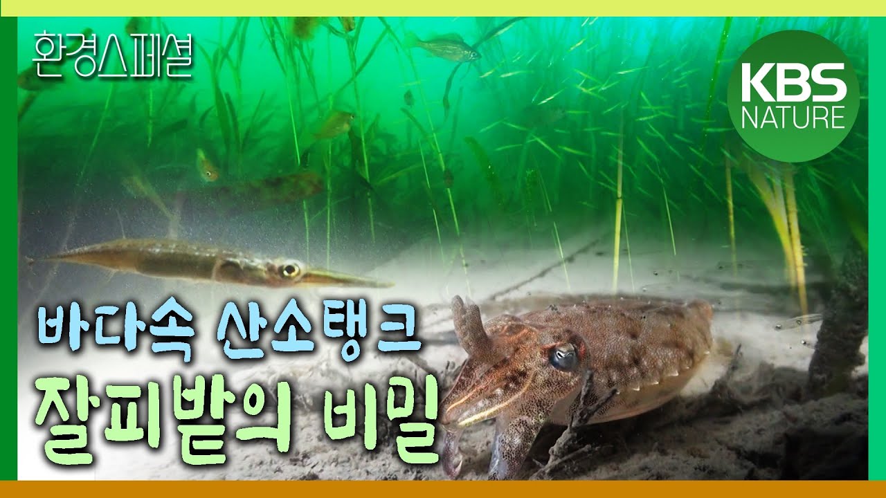 해양식물의 베이비시터 잘피밭 [환경스페셜-바다의 숲 잘피 1편 생명을 품다] / KBS 20121024 방송