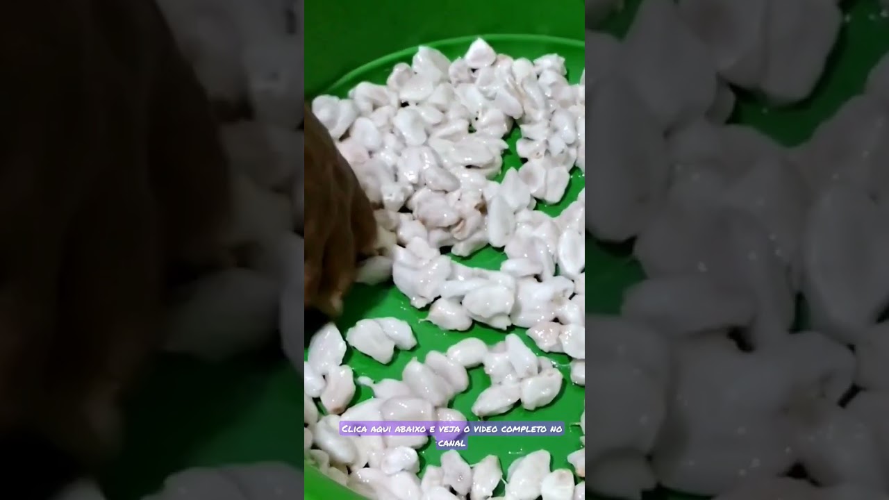 COMO fazer FERMENTA&Ccedil;&Atilde;O DO CACAU em casa - fa&ccedil;a seu pr&oacute;prio CHOCOLATE