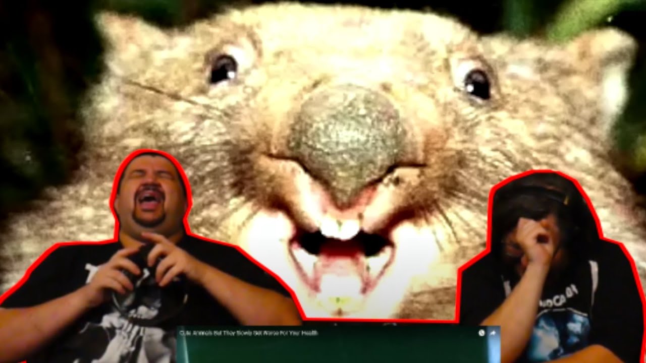 Cute Animals But They Slowly Get Worse For Your Health - @Casual Geographic | RENEGADES REACT
