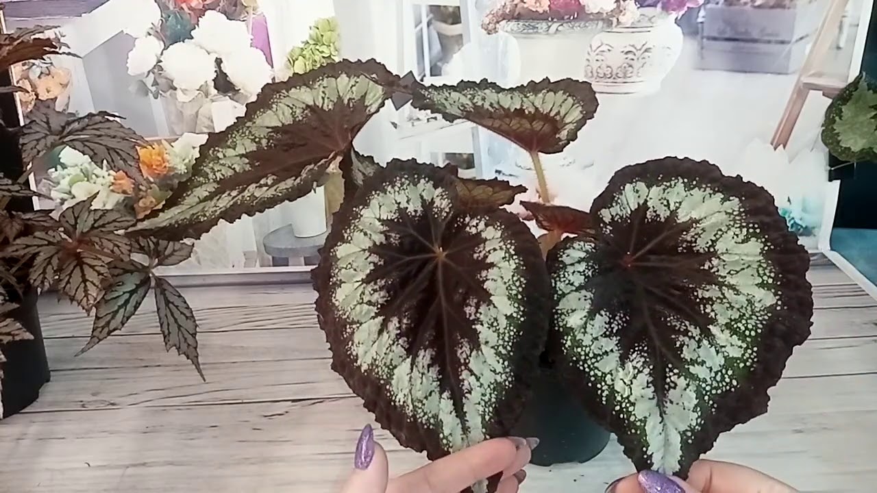 Простейшие бегонии. С чего начать. 2 часть