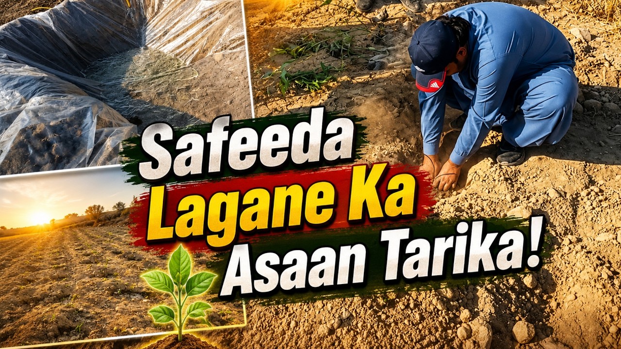 Safeeda (Eucalyptus) Farming in Pakistan 🌱 | Full Planting & Care Guide | Desi Farming Vlog