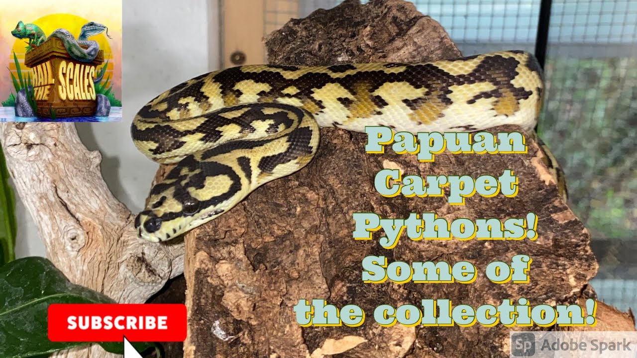 Papuan Carpet Pythons! Checking out some of the collection