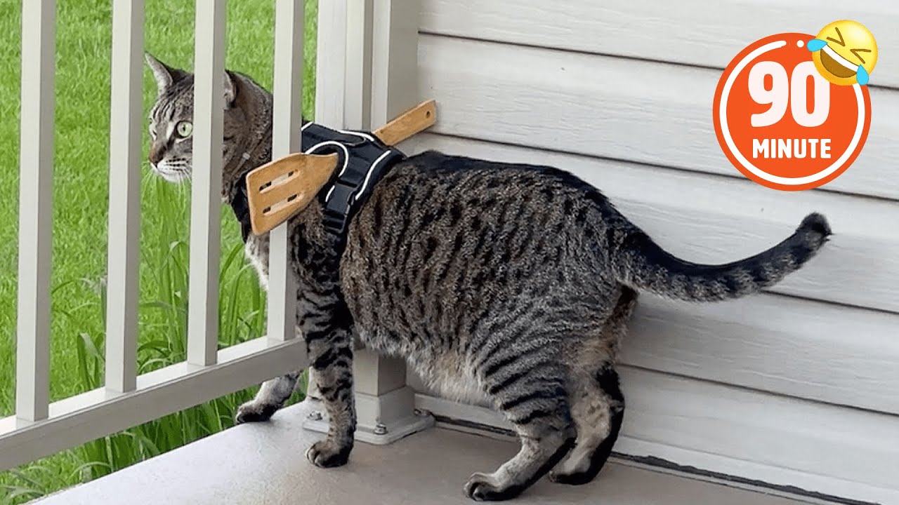 FUNNY Cat Tries to Escape! 🤣 | Hilarious Pet BLOOPERS