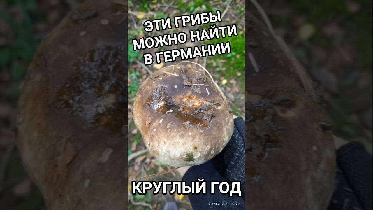 Подгруздок можно найти круглый год.#Шортс
