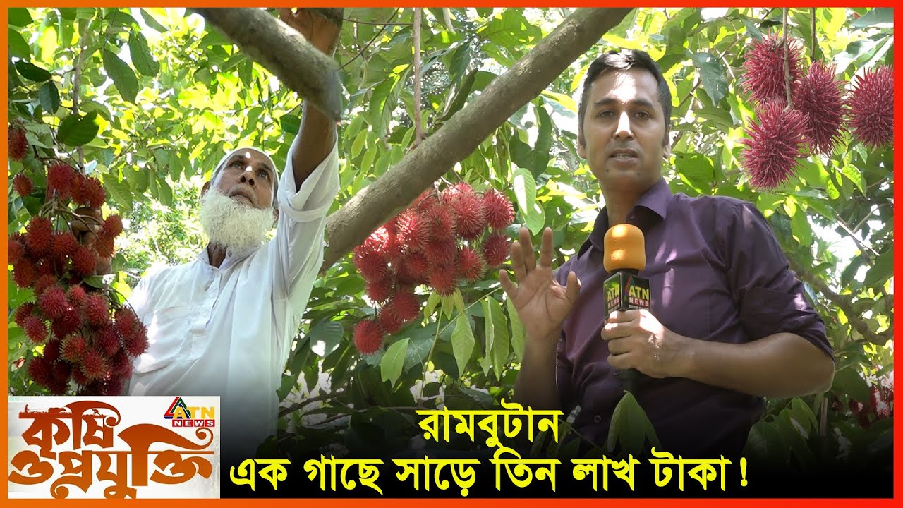 লাভজনক ফল রামবুটান! | Rambutan Cultivation in Bangladesh | কৃষি ও প্রযুক্তি | ATN News