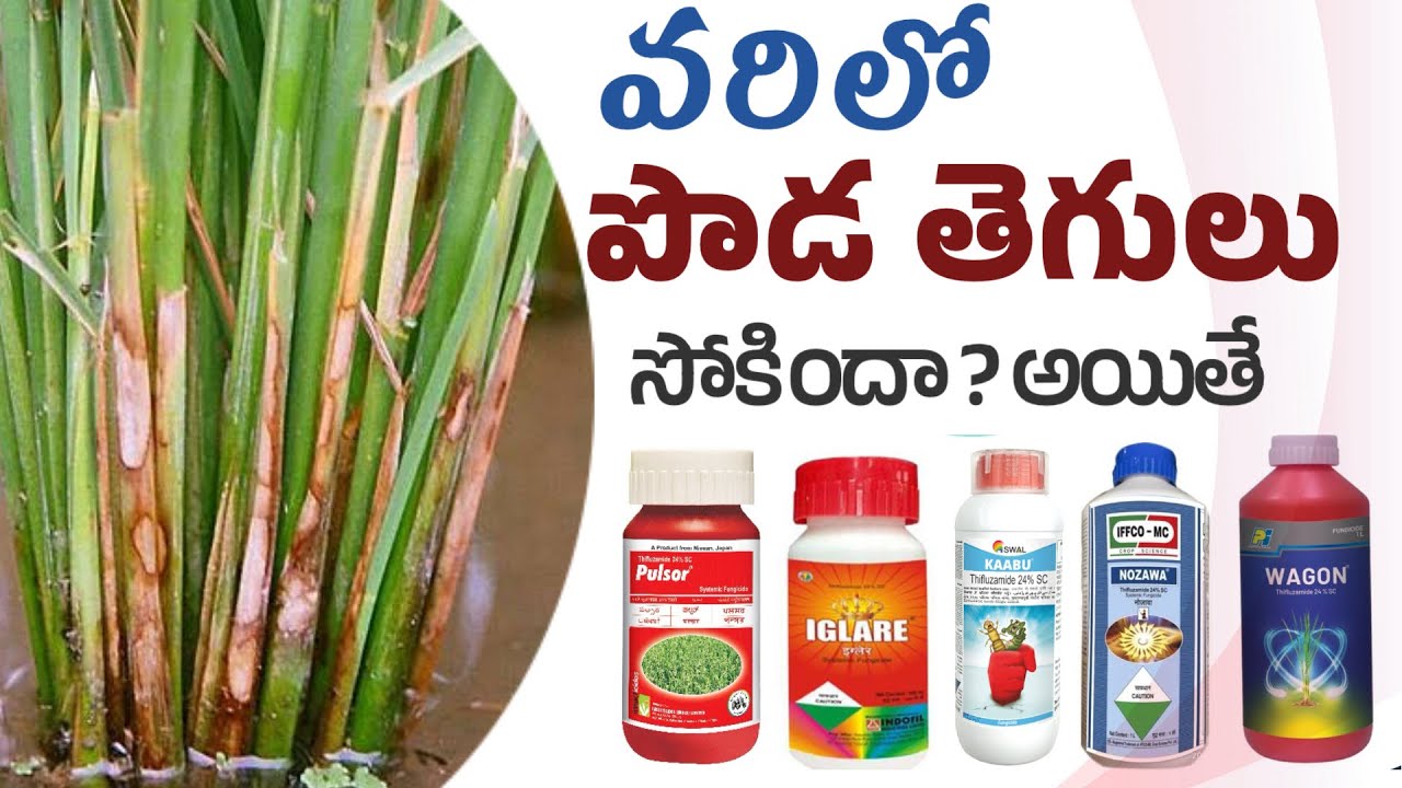 #varilo pamupoda thegulu | Sheath blight  వరిలో పాము పొడ తెగులు నివారణ