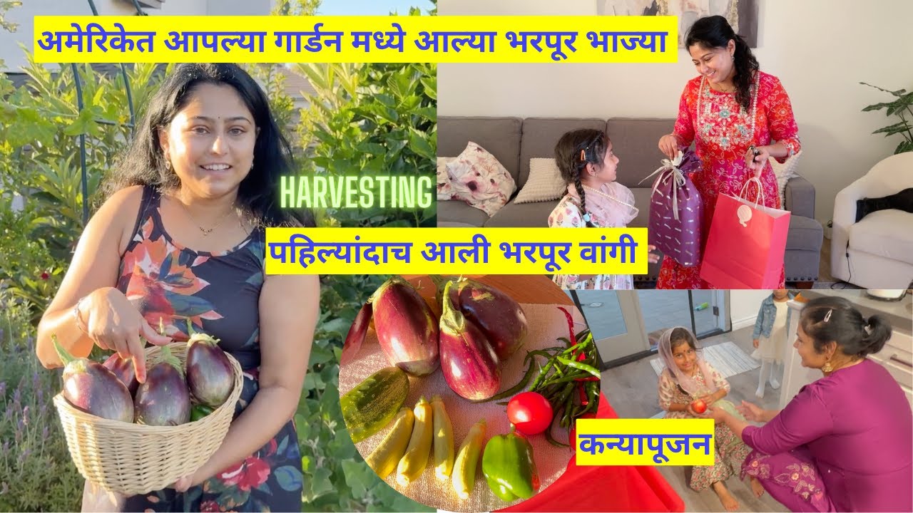 अमेरिकेत पहिल्यांदाच आली भरपूर वांगी |Organic Kitchen Garden Harvesting in USA | मराठी vlog