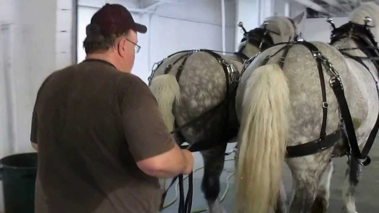 Harness Lesson 4