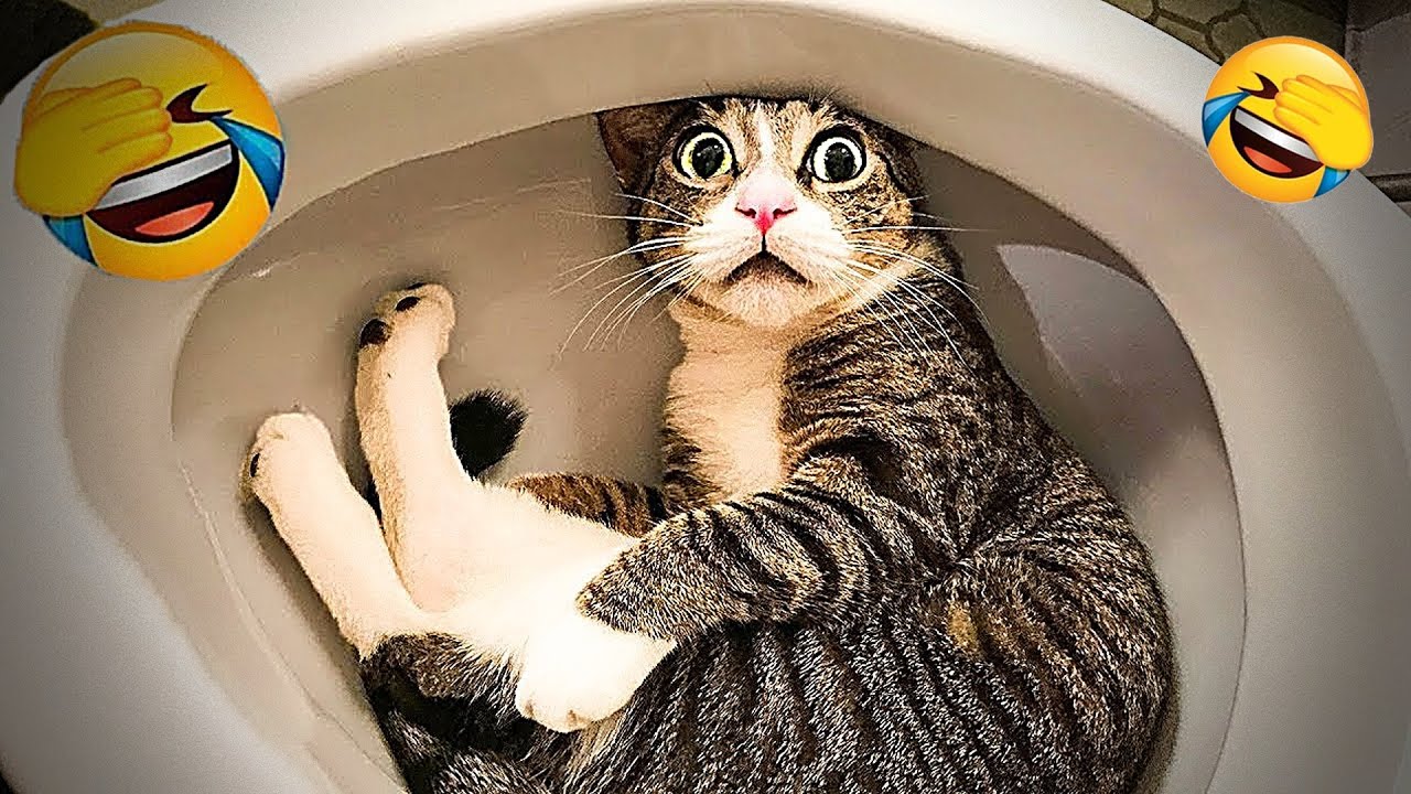 You Laugh You Restart 🐕 Funniest Cats and Dogs 2026 😺 💝 Part 13