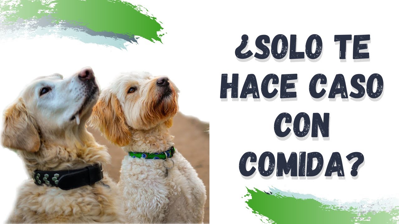 🖐️Mi PERRO solo OBEDECE con COMIDA en la mano 😬