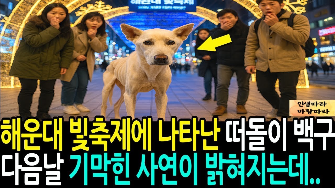 해운대 빛축제에 나타난 떠돌이 백구 다음날 기막힌 사연이 밝혀지는데