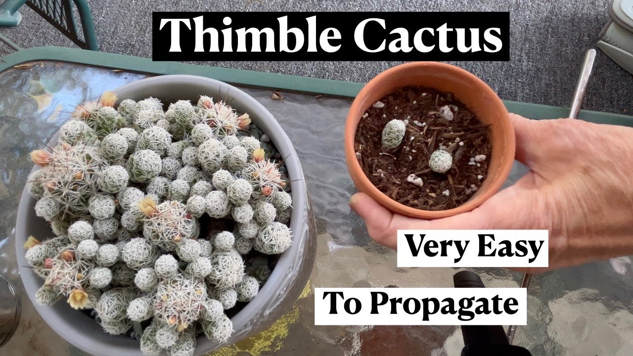 Mammillaria Gracilis Fragilis Thimble Cactus * 24 Days of Cacti & Succulents
