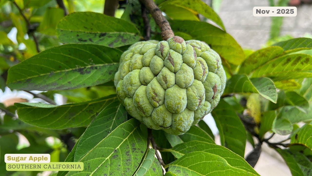 Сахарное яблоко — Конец сезона — Фрукты — Ноябрь 2025 г.